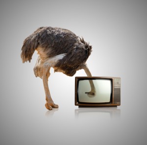 Ostrich Looking Through Television